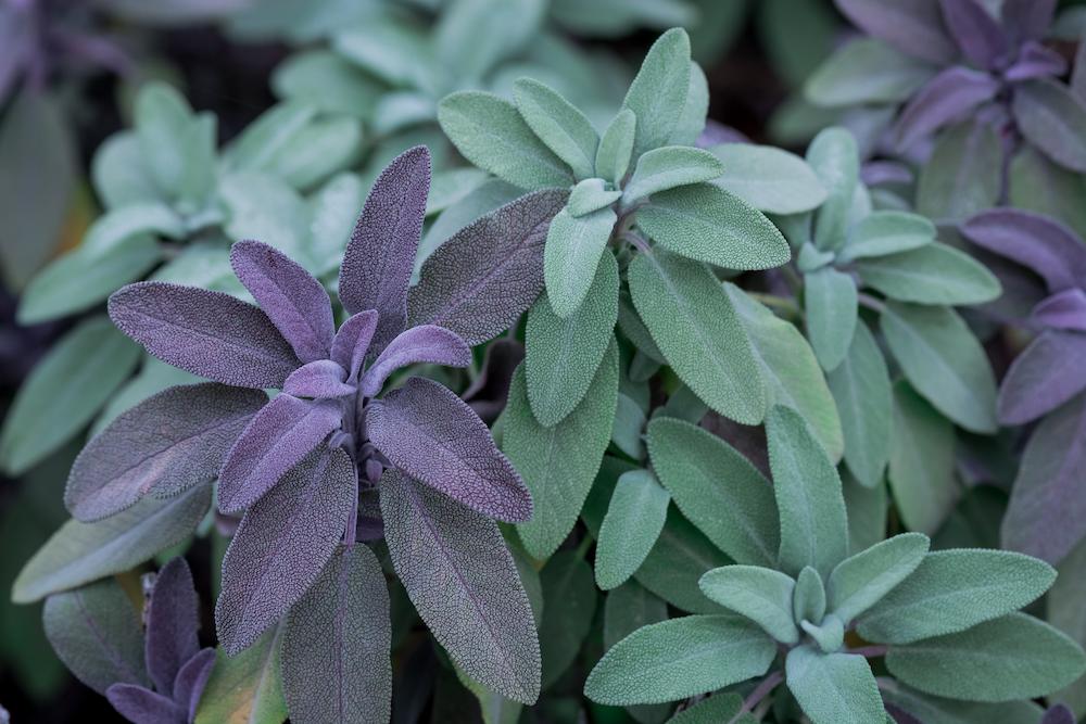 The Properties of Sage: A Treasure of Nature